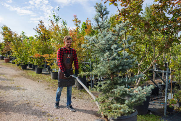 Why Choose Our Tree Removal Services in Fox Lake, WI?